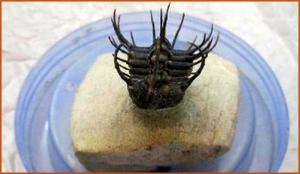 Fossils Erfoud in Morocco,marble fossils,quality products ,Achour fossils Fossils Erfoud in Morocco,marble fossils,quality products ,Achour fossils