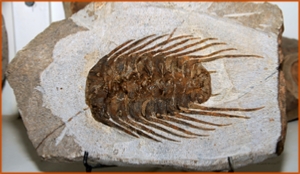 Fossils Erfoud in Morocco,marble fossils,quality products ,Achour fossils Fossils Erfoud in Morocco,marble fossils,quality products ,Achour fossils