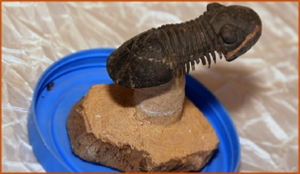 Fossils Erfoud in Morocco,marble fossils,quality products ,Achour fossils Fossils Erfoud in Morocco,marble fossils,quality products ,Achour fossils