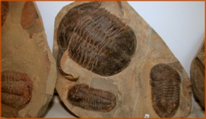 Fossils Erfoud in Morocco,marble fossils,quality products ,Achour fossils Fossils Erfoud in Morocco,marble fossils,quality products ,Achour fossils