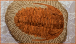 Fossils Erfoud in Morocco,marble fossils,quality products ,Achour fossils Fossils Erfoud in Morocco,marble fossils,quality products ,Achour fossils