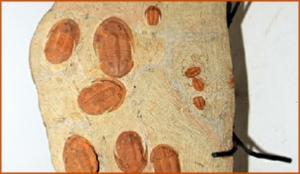 Fossils Erfoud in Morocco,marble fossils,quality products ,Achour fossils Fossils Erfoud in Morocco,marble fossils,quality products ,Achour fossils