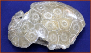 Fossils Erfoud in Morocco,marble fossils,quality products ,Achour fossils Fossils Erfoud in Morocco,marble fossils,quality products ,Achour fossils