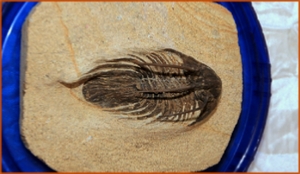 Fossils Erfoud in Morocco,marble fossils,quality products ,Achour fossils Fossils Erfoud in Morocco,marble fossils,quality products ,Achour fossils