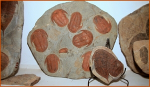 Fossils Erfoud in Morocco,marble fossils,quality products ,Achour fossils Fossils Erfoud in Morocco,marble fossils,quality products ,Achour fossils