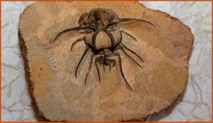 Fossils Erfoud in Morocco,marble fossils,quality products ,Achour fossils Fossils Erfoud in Morocco,marble fossils,quality products ,Achour fossils
