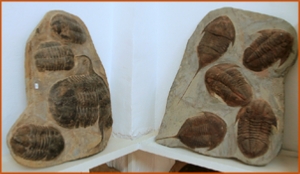 Fossils Erfoud in Morocco,marble fossils,quality products ,Achour fossils Fossils Erfoud in Morocco,marble fossils,quality products ,Achour fossils