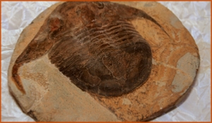 Fossils Erfoud in Morocco,marble fossils,quality products ,Achour fossils Fossils Erfoud in Morocco,marble fossils,quality products ,Achour fossils