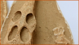 Fossils Erfoud in Morocco,marble fossils,quality products ,Achour fossils Fossils Erfoud in Morocco,marble fossils,quality products ,Achour fossils