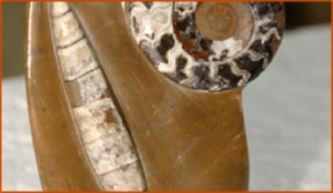 Fossils Erfoud in Morocco,marble fossils,quality products ,Achour fossils Fossils Erfoud in Morocco,marble fossils,quality products ,Achour fossils