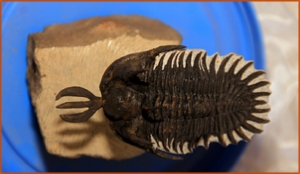 Fossils Erfoud in Morocco,marble fossils,quality products ,Achour fossils Fossils Erfoud in Morocco,marble fossils,quality products ,Achour fossils