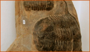 Fossils Erfoud in Morocco,marble fossils,quality products ,Achour fossils Fossils Erfoud in Morocco,marble fossils,quality products ,Achour fossils