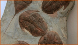 Fossils Erfoud in Morocco,marble fossils,quality products ,Achour fossils Fossils Erfoud in Morocco,marble fossils,quality products ,Achour fossils