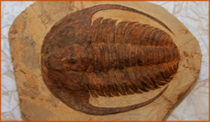 Fossils Erfoud in Morocco,marble fossils,quality products ,Achour fossils Fossils Erfoud in Morocco,marble fossils,quality products ,Achour fossils
