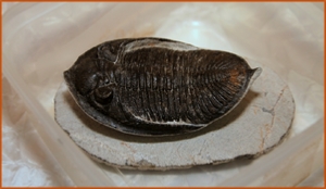 Fossils Erfoud in Morocco,marble fossils,quality products ,Achour fossils Fossils Erfoud in Morocco,marble fossils,quality products ,Achour fossils