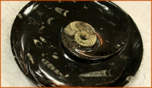 Fossils Erfoud in Morocco,marble fossils,quality products ,Achour fossils Fossils Erfoud in Morocco,marble fossils,quality products ,Achour fossils