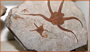 Fossils Erfoud in Morocco,marble fossils,quality products ,Achour fossils Fossils Erfoud in Morocco,marble fossils,quality products ,Achour fossils