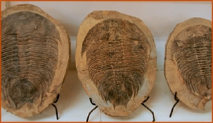 Fossils Erfoud in Morocco,marble fossils,quality products ,Achour fossils Fossils Erfoud in Morocco,marble fossils,quality products ,Achour fossils