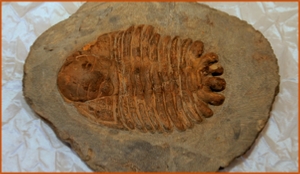 Fossils Erfoud in Morocco,marble fossils,quality products ,Achour fossils Fossils Erfoud in Morocco,marble fossils,quality products ,Achour fossils