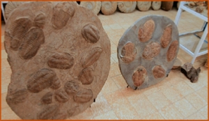 Fossils Erfoud in Morocco,marble fossils,quality products ,Achour fossils Fossils Erfoud in Morocco,marble fossils,quality products ,Achour fossils
